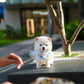 Elvis - Mini Pomsky (White)