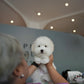 Toby - Coton de Tulear (White)
