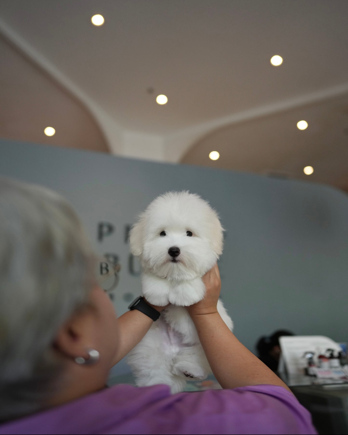 Toby - Coton de Tulear (White)