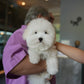 Toby - Coton de Tulear (White)