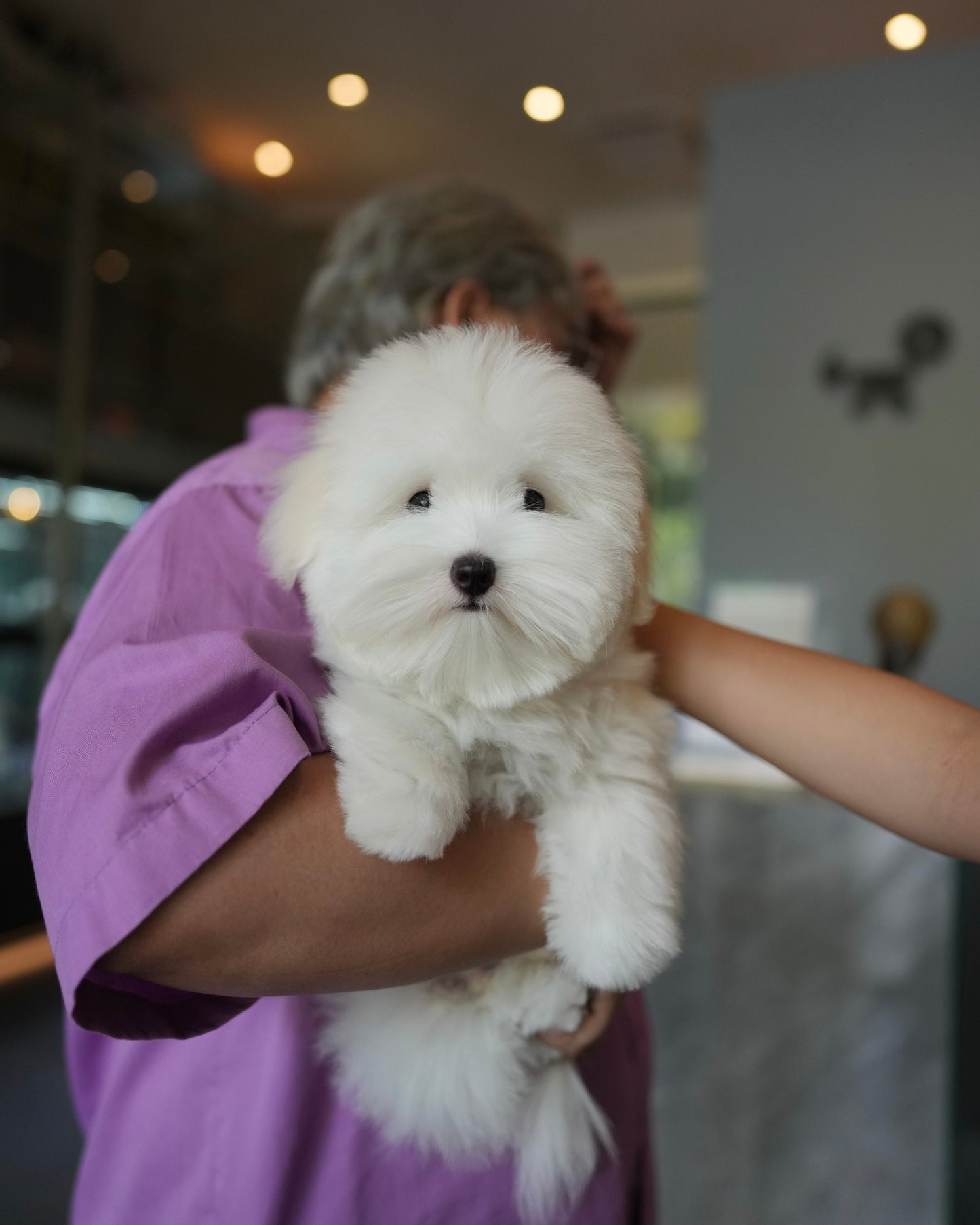 Toby - Coton de Tulear (White)