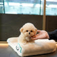 Axel - Micro Poodle (Brown & White)