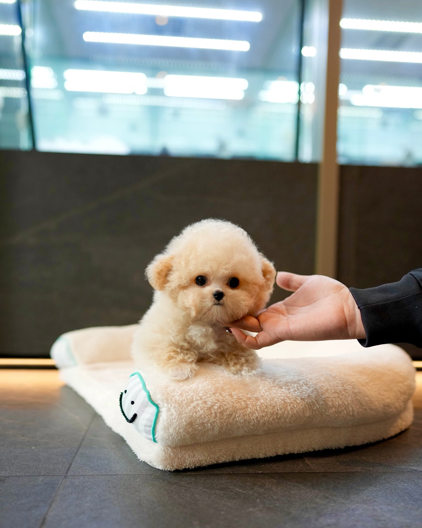 Axel - Micro Poodle (Brown & White)