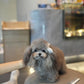 Elise - Adult Micro Poodle (Silver)