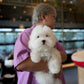 Toby - Coton de Tulear (White)