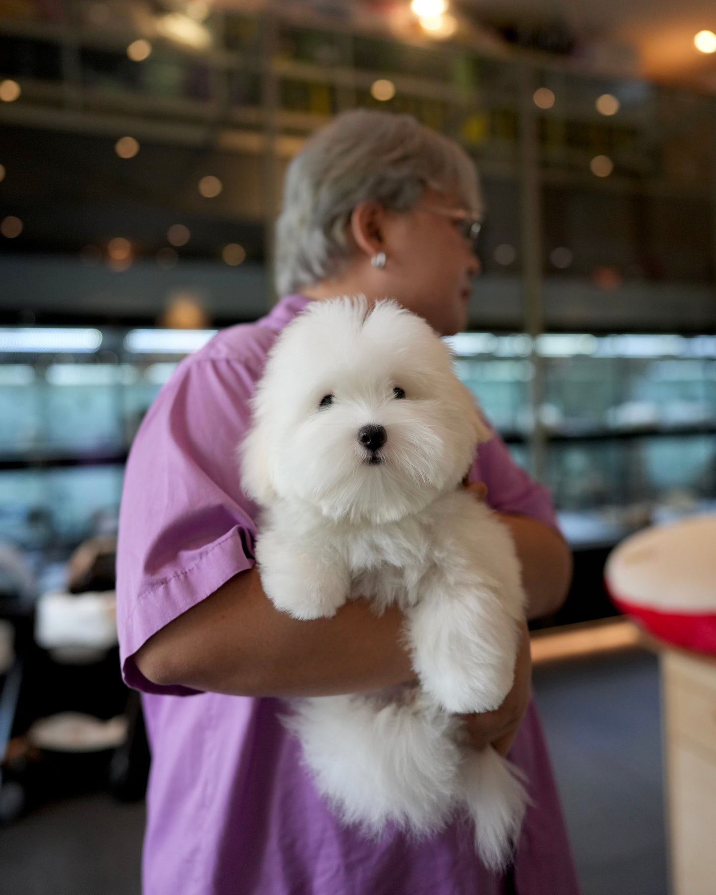 Toby - Coton de Tulear (White)