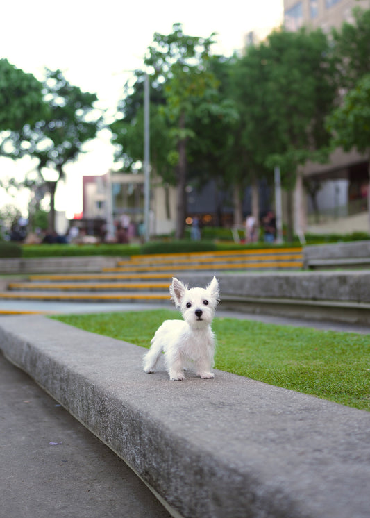 Brooke - West Highland White Terrier (White)