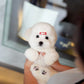 Ariana - Coton de Tulear (White)