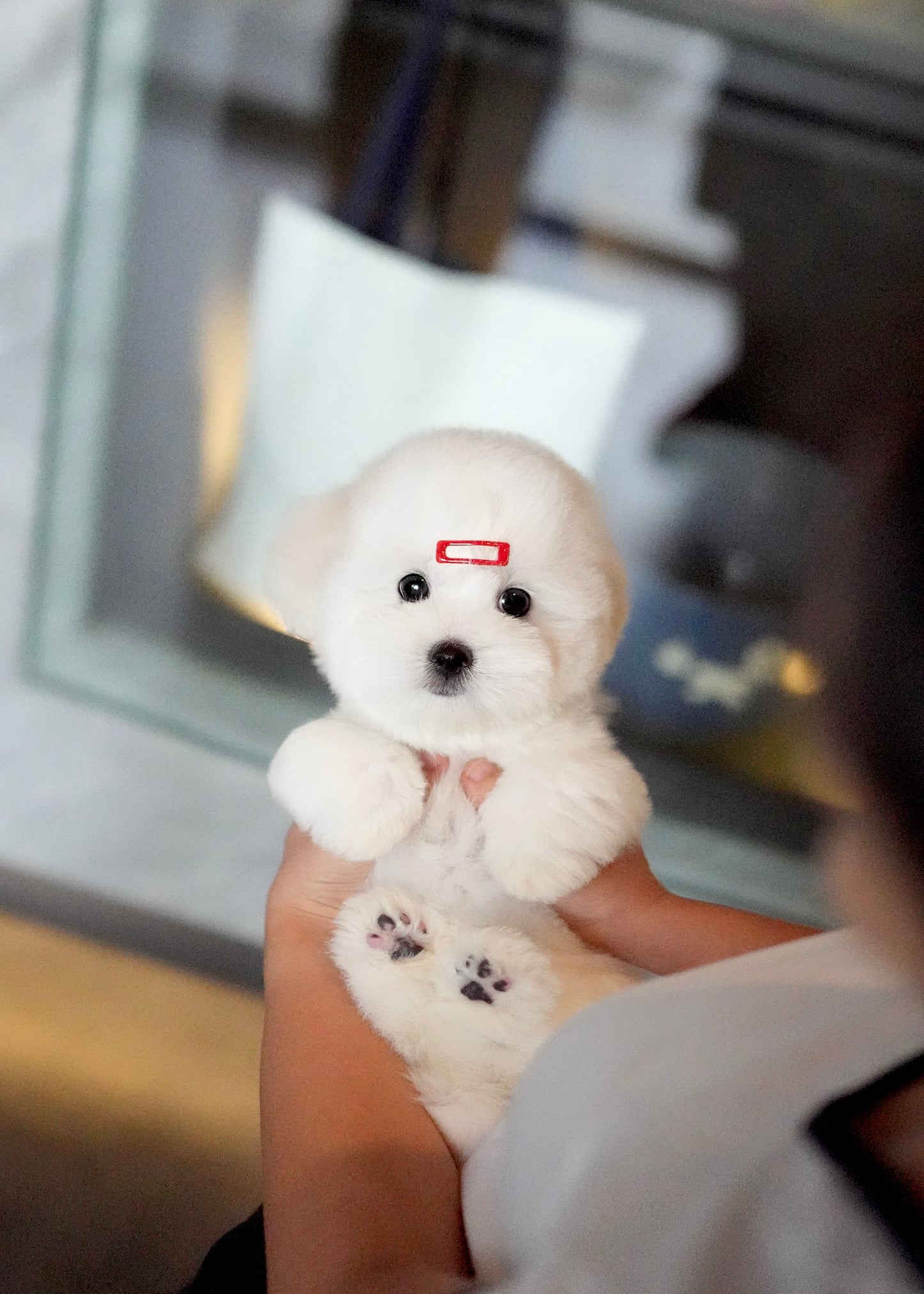 Ariana - Coton de Tulear (White)