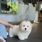 Bruno - Coton de Tulear (White)