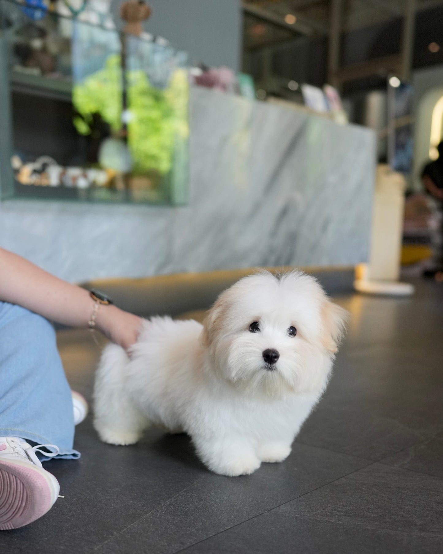 Bruno - Coton de Tulear (White)