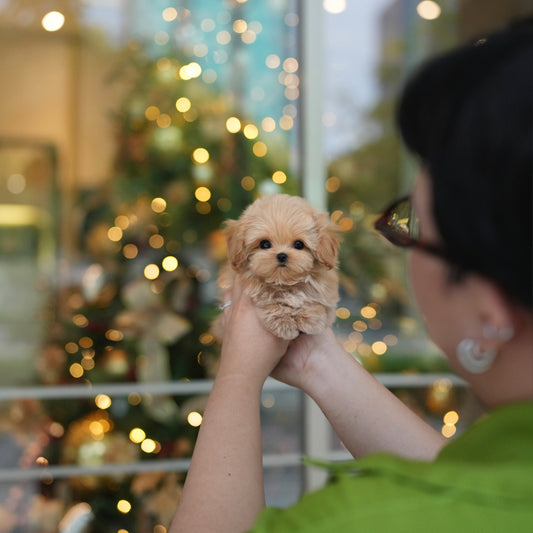 Prince - Maltipoo (Brown & White)