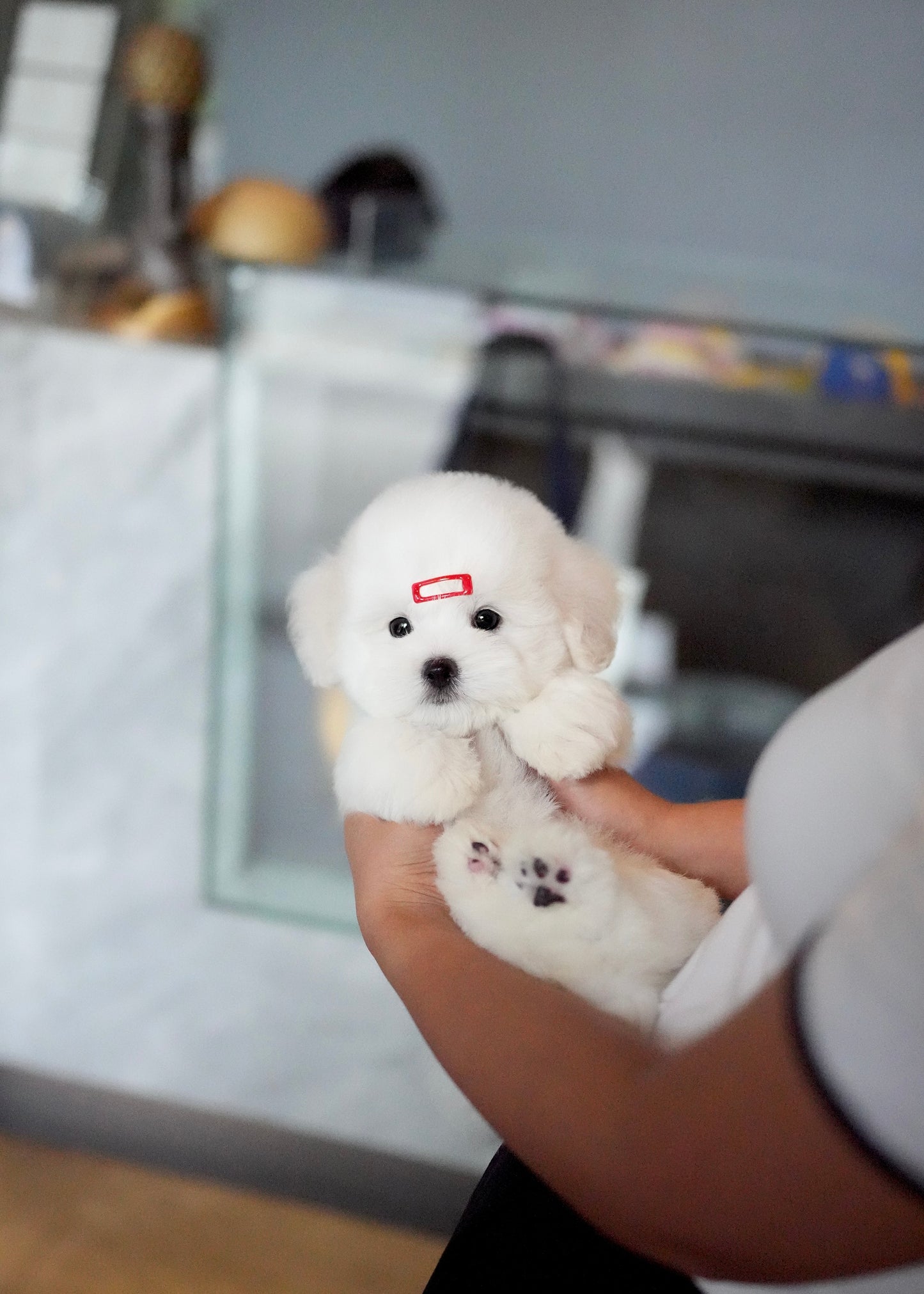 Ariana - Coton de Tulear (White)