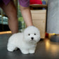 Toby - Coton de Tulear (White)
