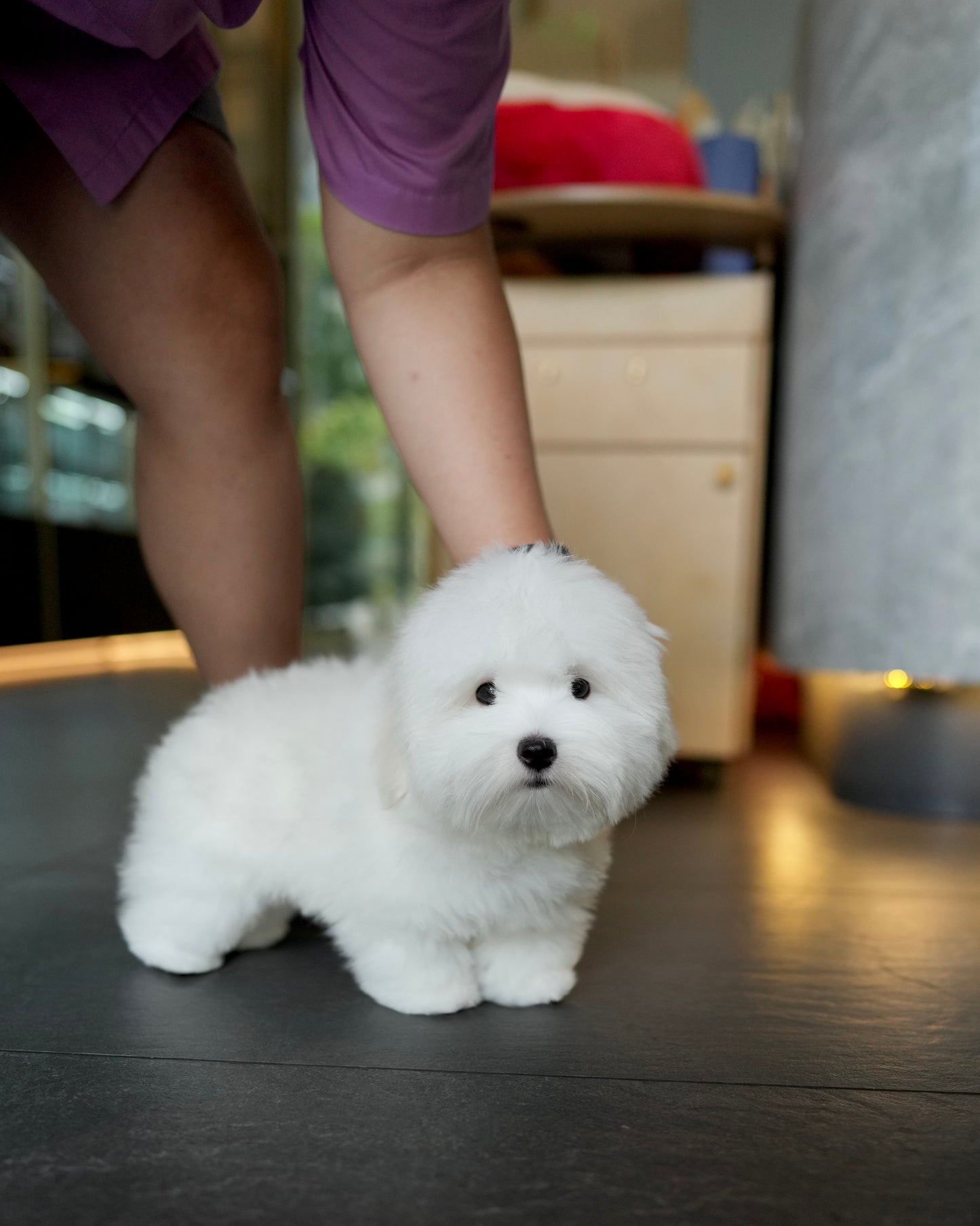 Toby - Coton de Tulear (White)
