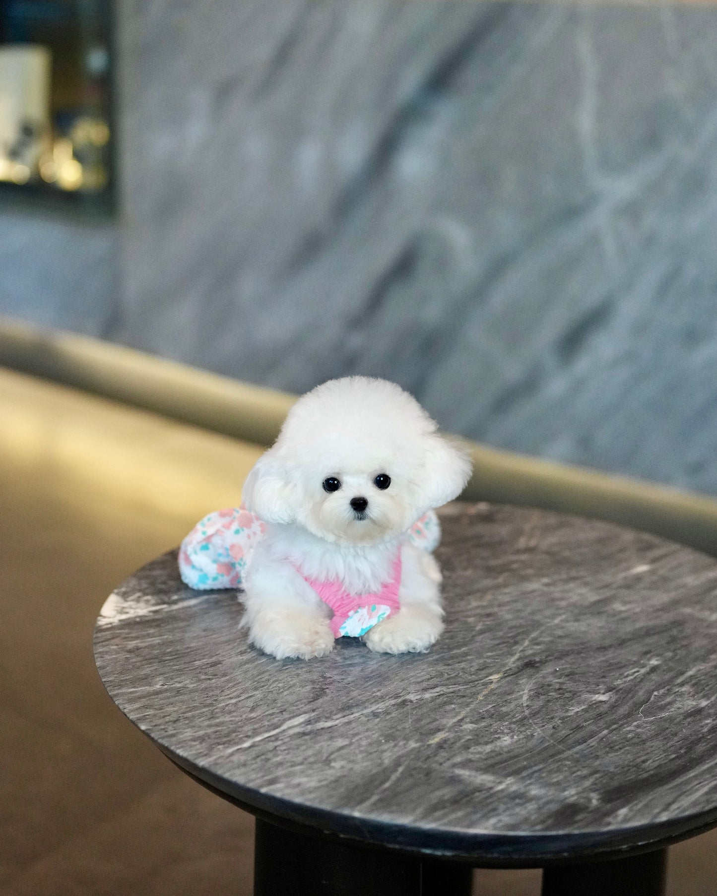 Snowy - Micro Bichon (White)