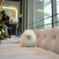 Joji - Pomeranian (White)