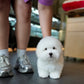 Toby - Coton de Tulear (White)