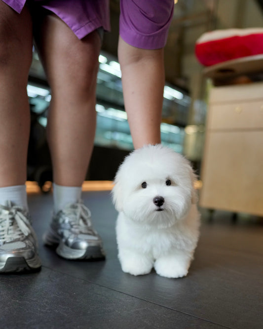 Toby - Coton de Tulear (White)