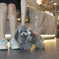 Elise - Adult Micro Poodle (Silver)