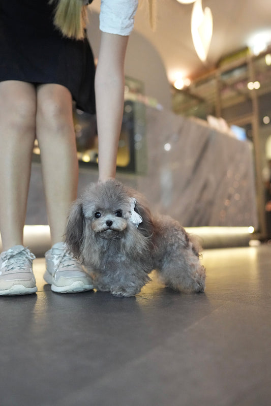Elise - Adult Micro Poodle (Silver)