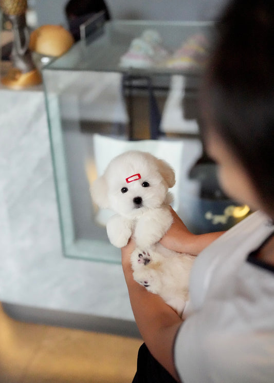 Ariana - Coton de Tulear (White)