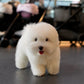 Toby - Coton de Tulear (White)