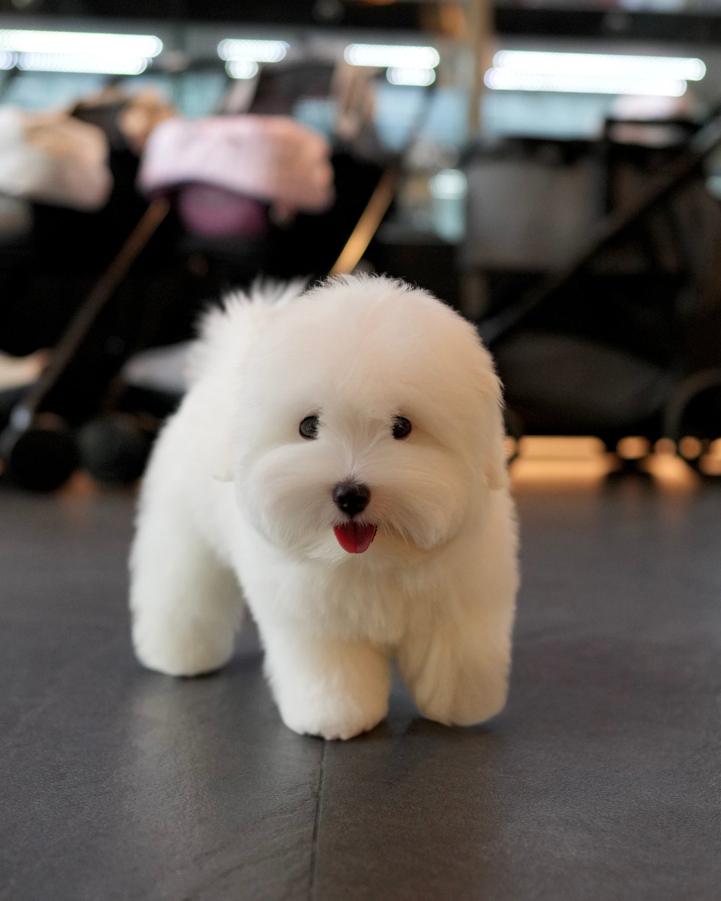 Toby - Coton de Tulear (White)