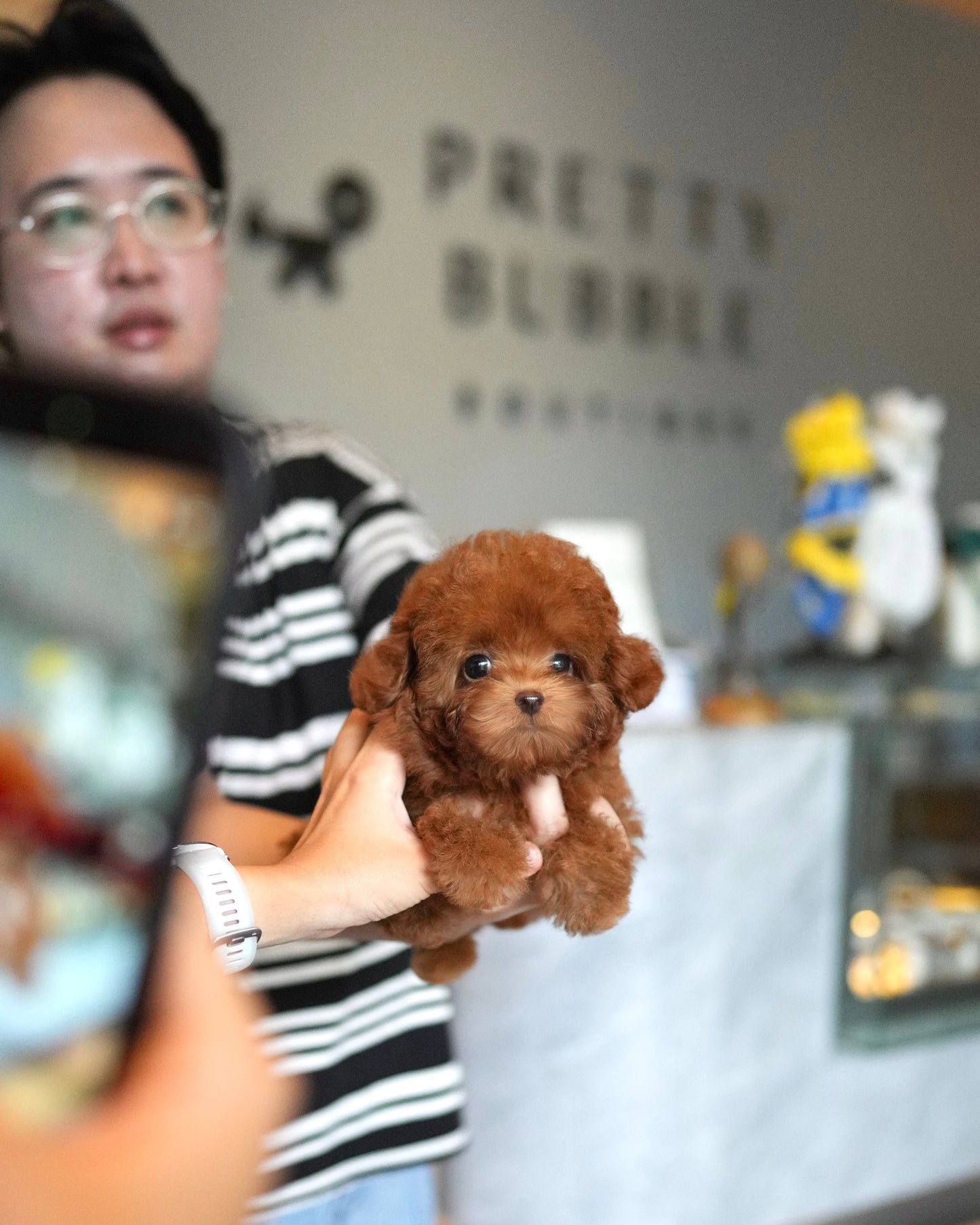 Naya - Tiny Poodle (Red)