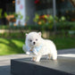 Elvis - Mini Pomsky (White)