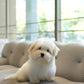 Bruno - Coton de Tulear (White)