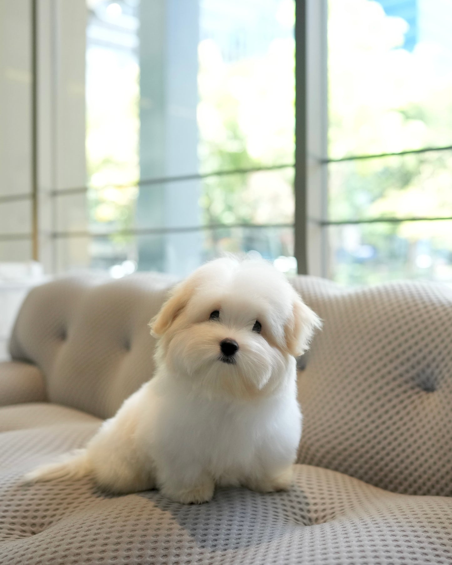 Bruno - Coton de Tulear (White)