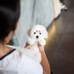 Ariana - Coton de Tulear (White)