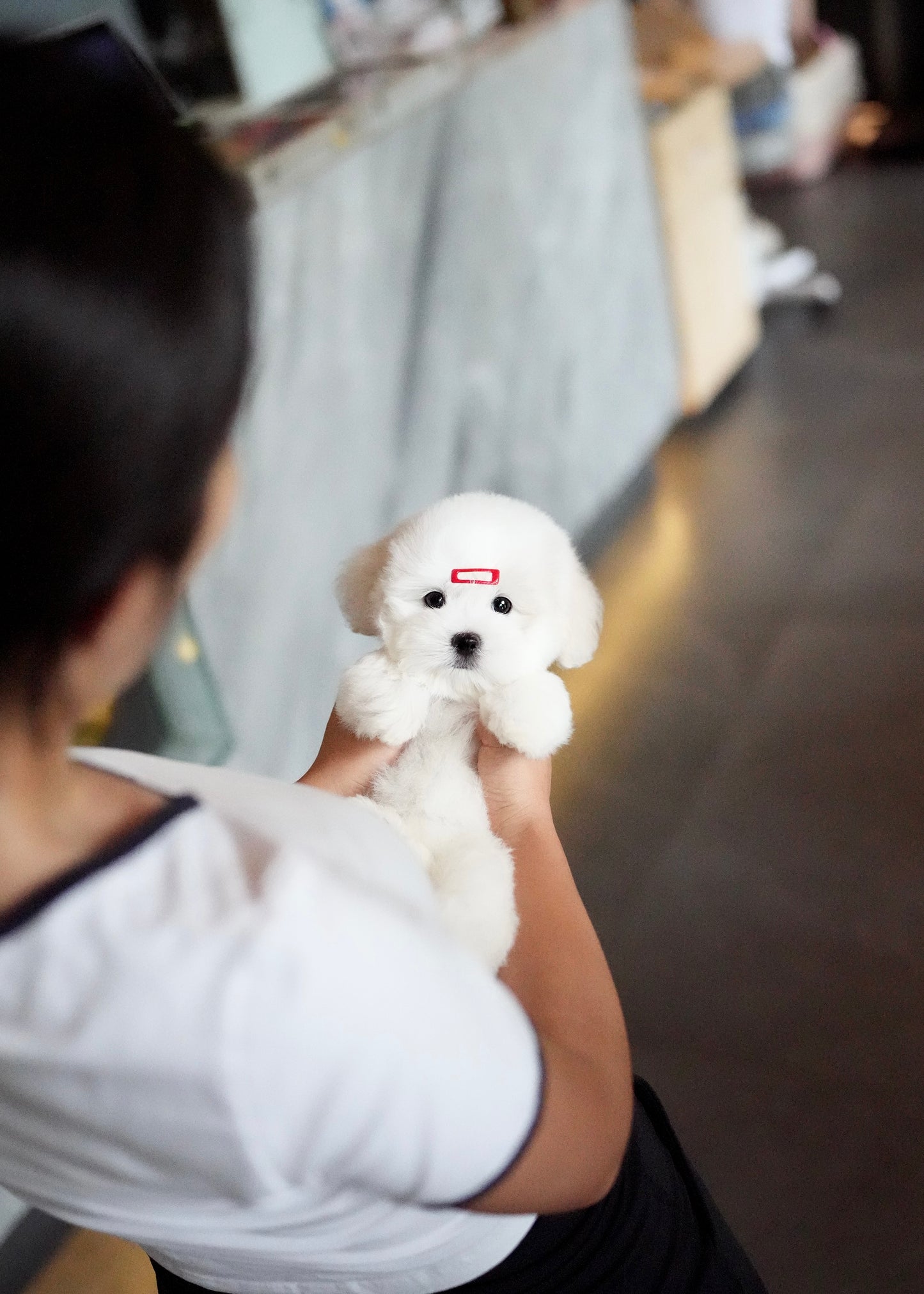 Ariana - Coton de Tulear (White)