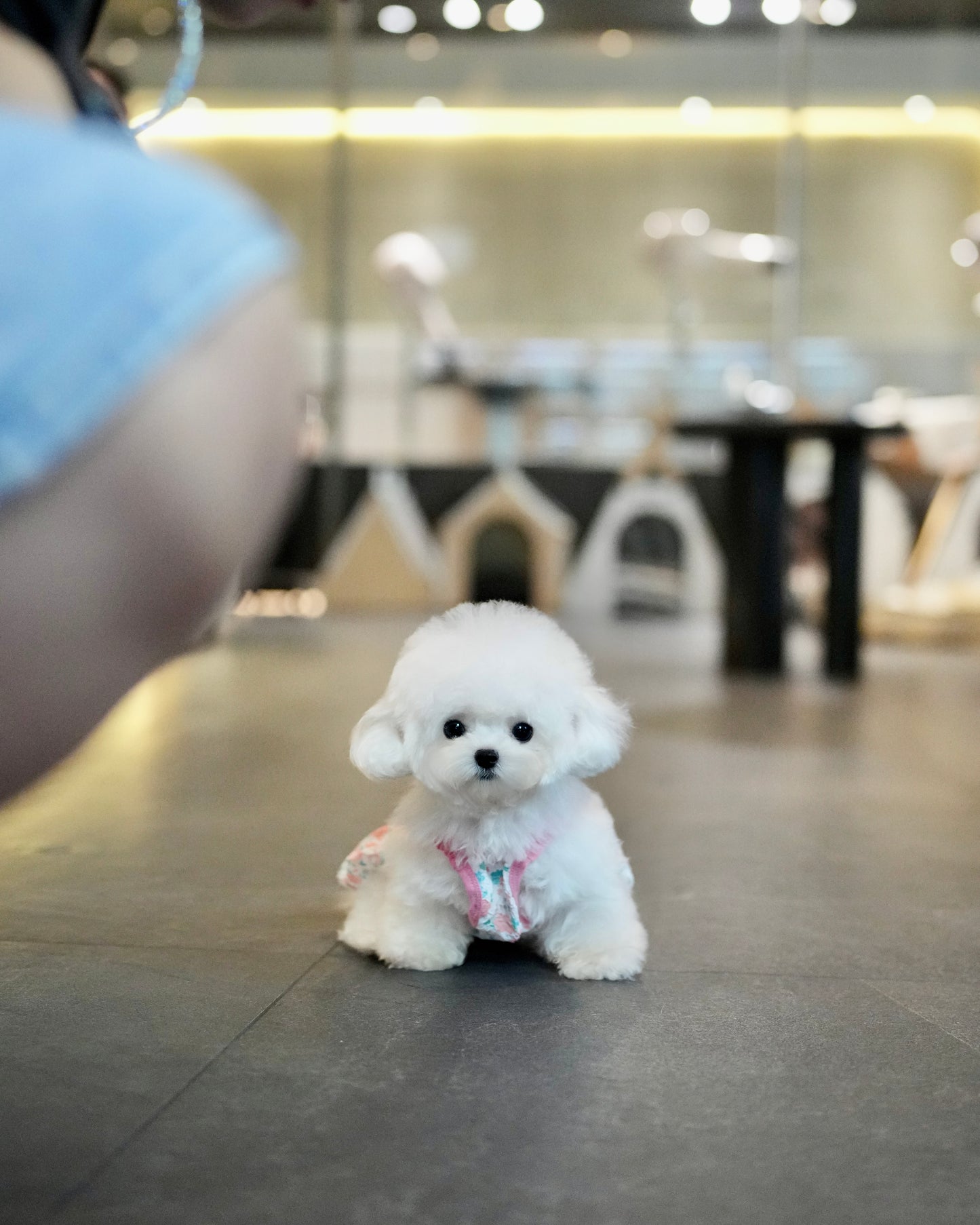Snowy - Micro Bichon (White)