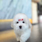 Ariana - Coton de Tulear (White)