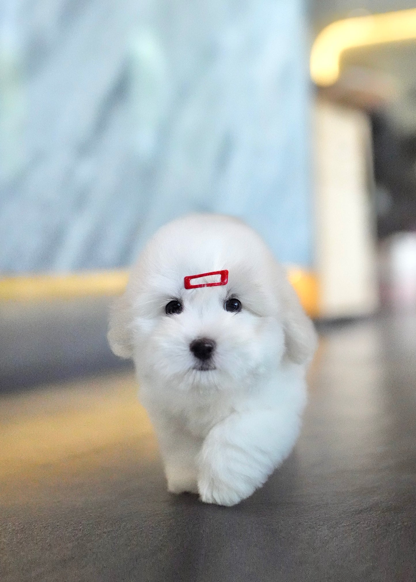 Ariana - Coton de Tulear (White)