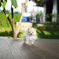 Elvis - Mini Pomsky (White)