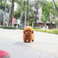Bambi - Tiny Poodle (Red)