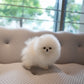 Joji - Pomeranian (White)