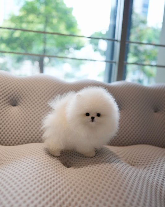 Joji - Pomeranian (White)
