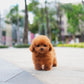 Bambi - Tiny Poodle (Red)