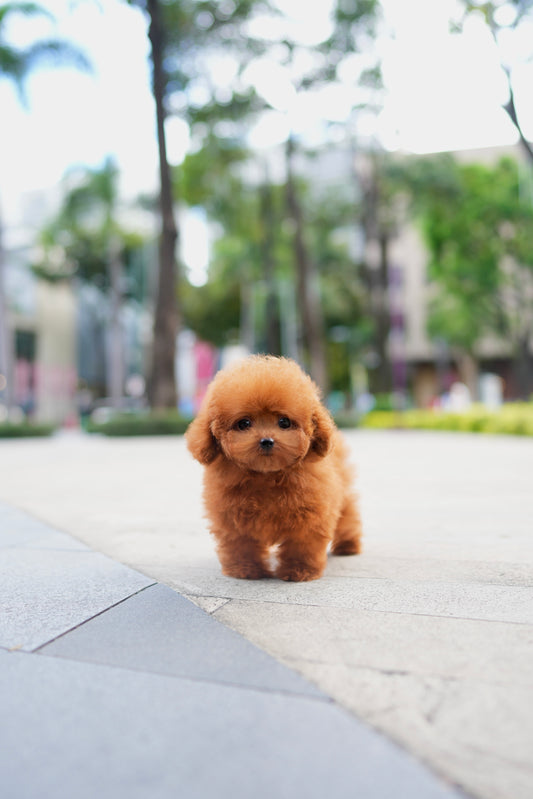 Bambi - Tiny Poodle (Red)