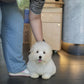 Bruno - Coton de Tulear (White)