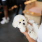 Callie - Coton de Tulear (White)