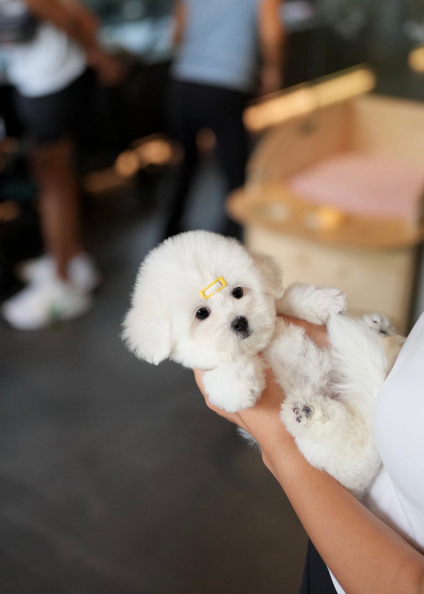 Callie - Coton de Tulear (White)