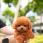 Bambi - Tiny Poodle (Red)