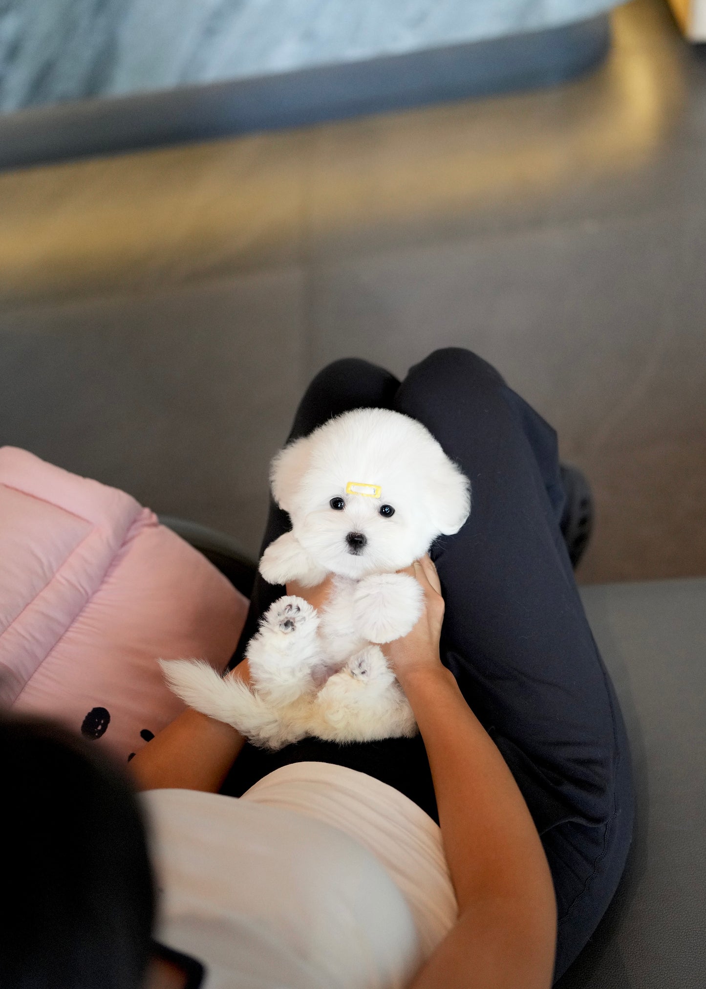 Callie - Coton de Tulear (White)