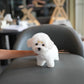 Callie - Coton de Tulear (White)