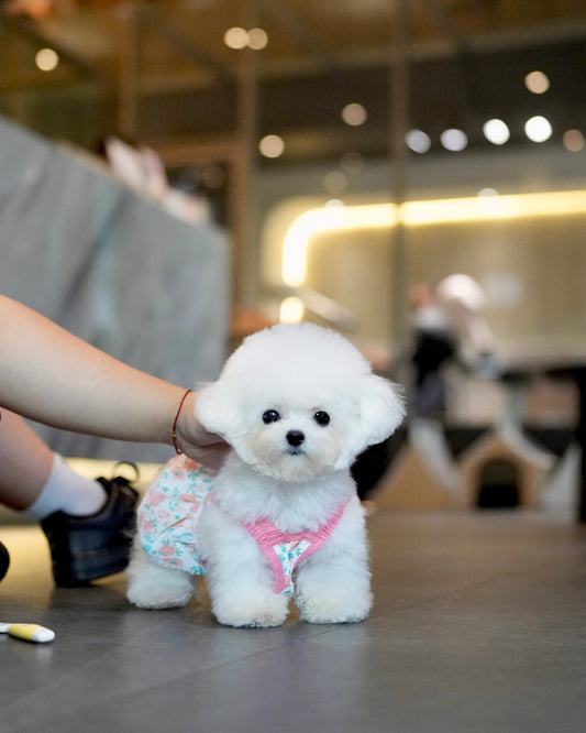 Snowy - Micro Bichon (White)